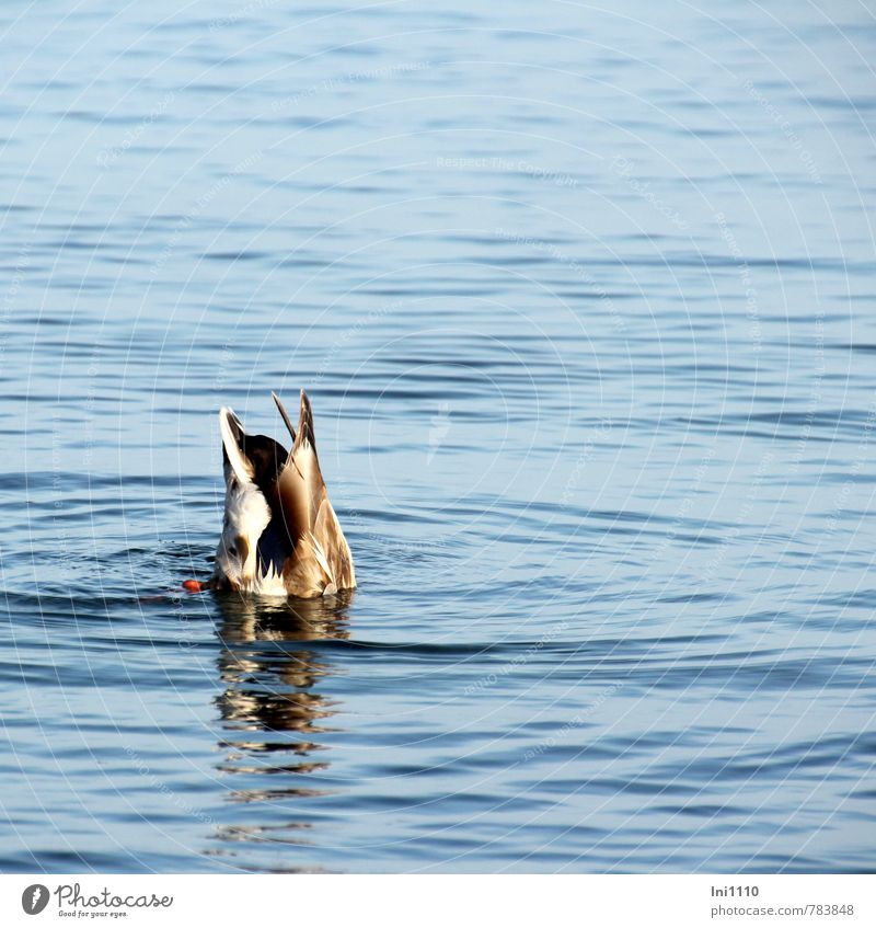 Ententauchgang Tier Ostsee Wildtier 1 Bewegung Essen fangen Jagd tauchen elegant Erfolg schön nass natürlich niedlich sportlich unten blau braun grau orange