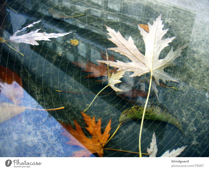 Novemberrain Reflexion & Spiegelung Pfütze Blatt Herbst Haus Fenster Abdeckung Dach mehrfarbig Vergänglichkeit Mauer Wand Regen trist kalt nass Gewitterregen