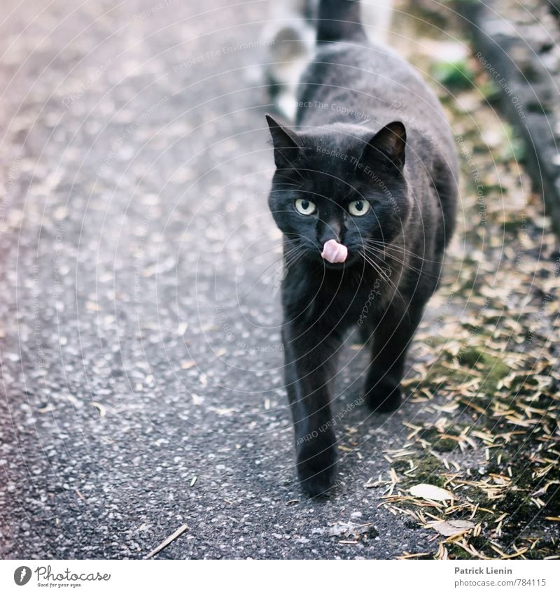 Nachbarskatz elegant Stil Umwelt Natur Tier Haustier Katze Tiergesicht 1 Freundlichkeit Fröhlichkeit frisch schön einzigartig lustig nah ästhetisch Freude Zunge