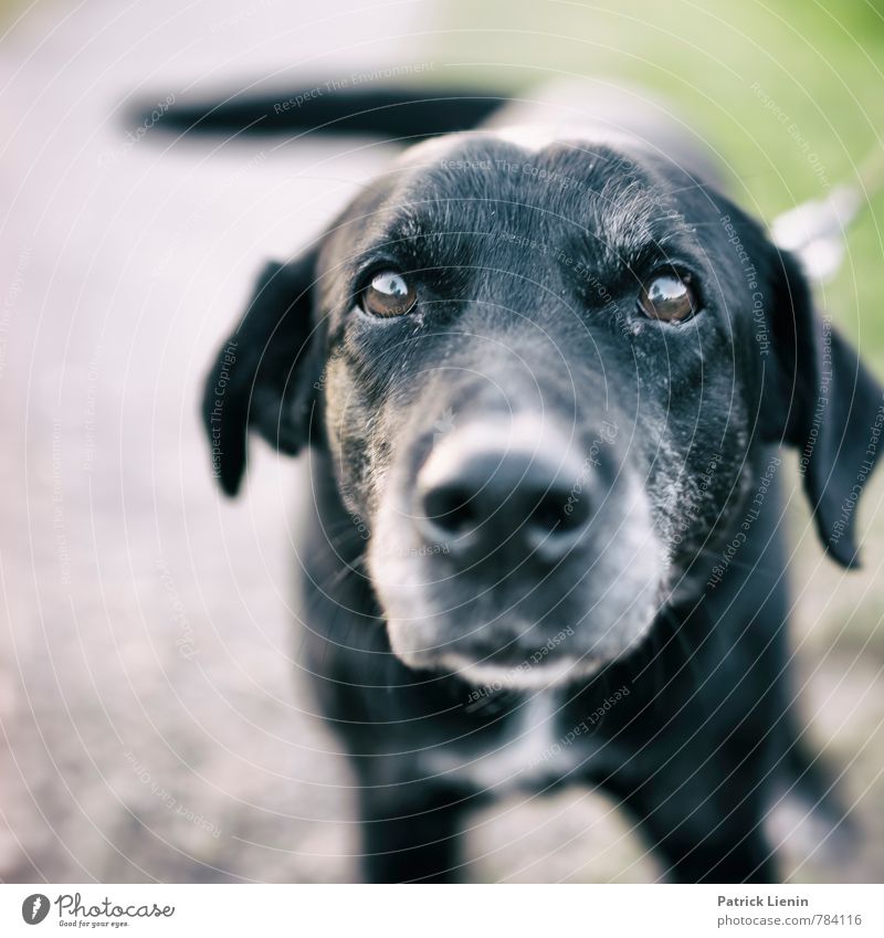 Nachbarshund Lifestyle Freizeit & Hobby Spielen Tier Haustier Hund Tiergesicht 1 authentisch einfach Freundlichkeit Fröhlichkeit frisch nah natürlich Neugier