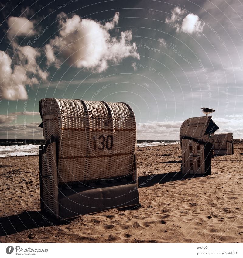 Vogelwarte Ferien & Urlaub & Reisen Strand Meer Wellen Umwelt Natur Landschaft Tier Urelemente Sand Wasser Himmel Wolken Horizont Klima Schönes Wetter Wind