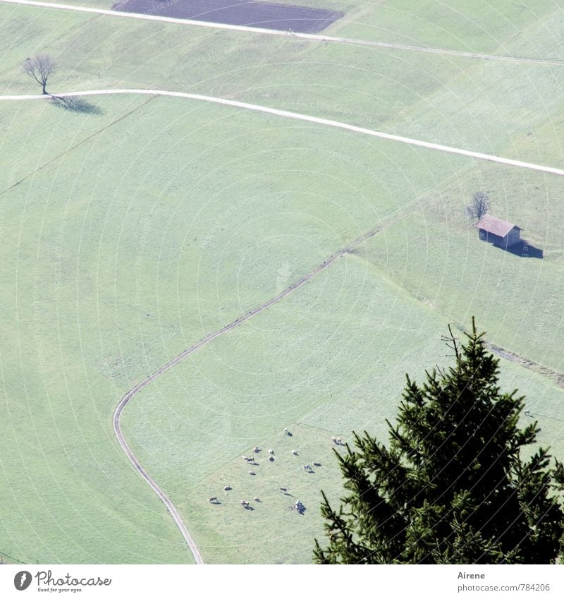 Zwei-Gipfel-Tour (Nachtrag) | Drüberblick Landschaft Schönes Wetter Baum Tanne Wiese Feld Weide Wege & Pfade Nutztier Herde natürlich oben unten grün