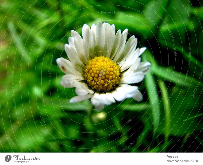 ::: Gänseblümchen ::: Blume Unikat Gras Sommer Frühling Beet Ameise klein gelb Götter Romantik Wiese Geborgenheit Sehnsucht Einsamkeit Ferien & Urlaub & Reisen