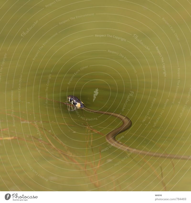 Ringelnatterbaby Natur Pflanze Tier Seeufer Moor Sumpf Teich Wildtier Schlange 1 Schwimmen & Baden bedrohlich Snake Wassernatter Wasserschlange natrix Farbfoto