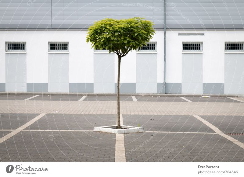 bodenständig / durchsetzen Natur Frühling Sommer Klima Pflanze Baum Stadt Haus Platz Bauwerk Gebäude Architektur Mauer Wand Fassade Fenster Verkehr Straße Stein