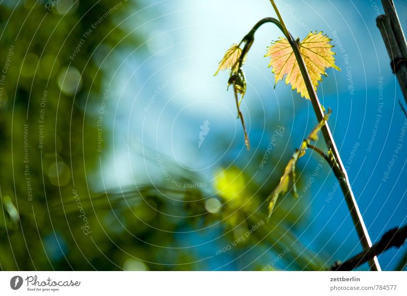 Wein Garten Himmel Schrebergarten Kleingartenkolonie Pflanze Sommer Ranke Weinranken Weingut Weinbau Weinberg Sträucher Blatt Tiefenschärfe Hintergrundbild