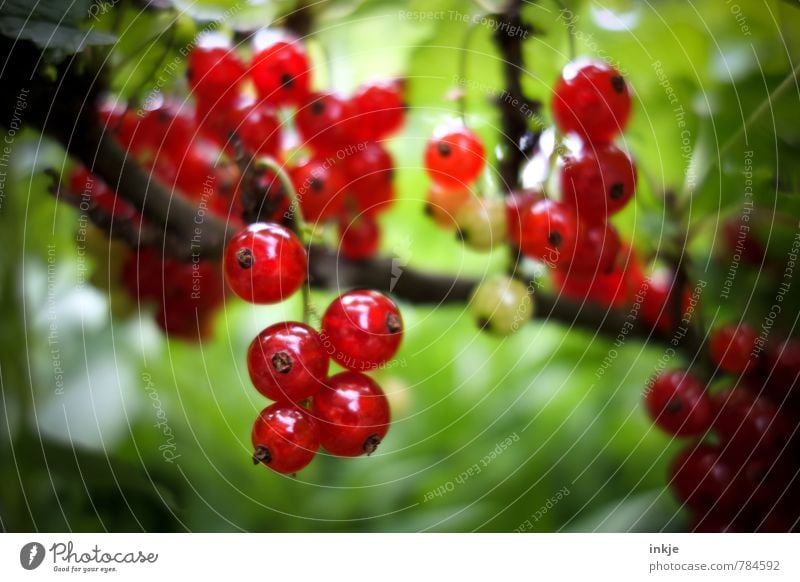 frisch Lebensmittel Frucht Ernährung Landwirtschaft Forstwirtschaft Natur Pflanze Sommer Schönes Wetter Nutzpflanze Johannisbeeren Johannisbeerstrauch Garten