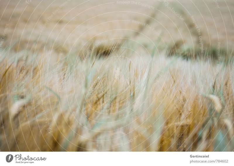 Feldstudie Natur Landschaft Sommer Nutzpflanze gelb gold grün Landwirtschaft Getreidefeld Kornfeld Ähren Farbfoto Außenaufnahme Menschenleer Textfreiraum links