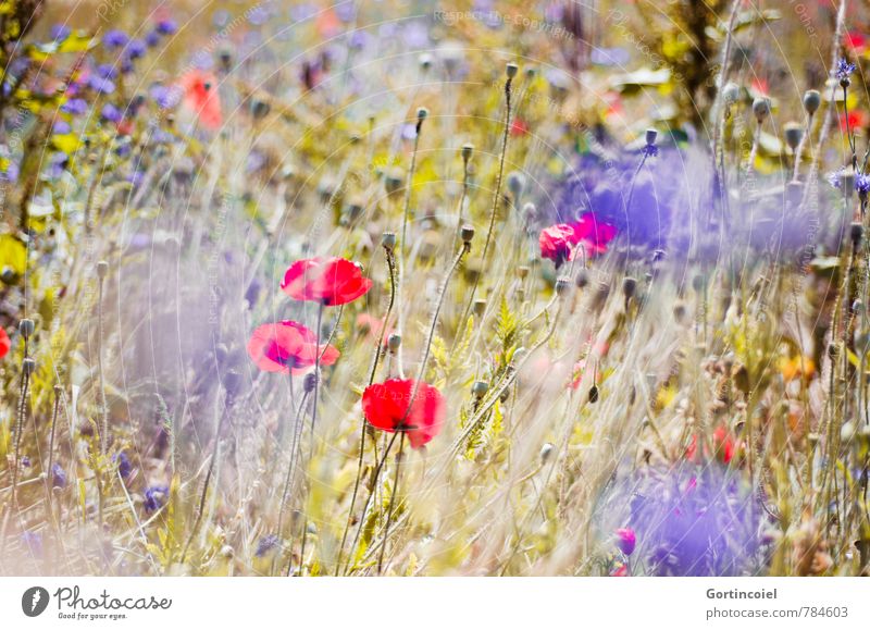 Summer Haze Umwelt Natur Landschaft Pflanze Sommer Schönes Wetter Blume Feld schön Wärme blau gelb rot Kornblume Mohn Klatschmohn Sommerblumen sommerlich