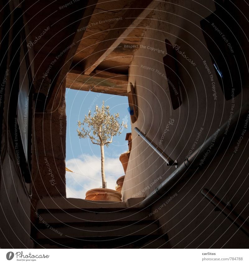 Dachterrasse Himmel Sommer Schönes Wetter Wärme Pflanze Topfpflanze Treppe alt Aussicht Treppengeländer aufsteigen mediterran Mallorca halbdunkel steil