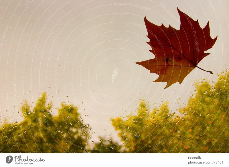 Herbst Schatten Natur Pflanze Wasser Himmel Wolken schlechtes Wetter Nebel Regen Gewitter Baum Blatt Fenster Glas Tropfen dunkel gelb grau grün rot schwarz