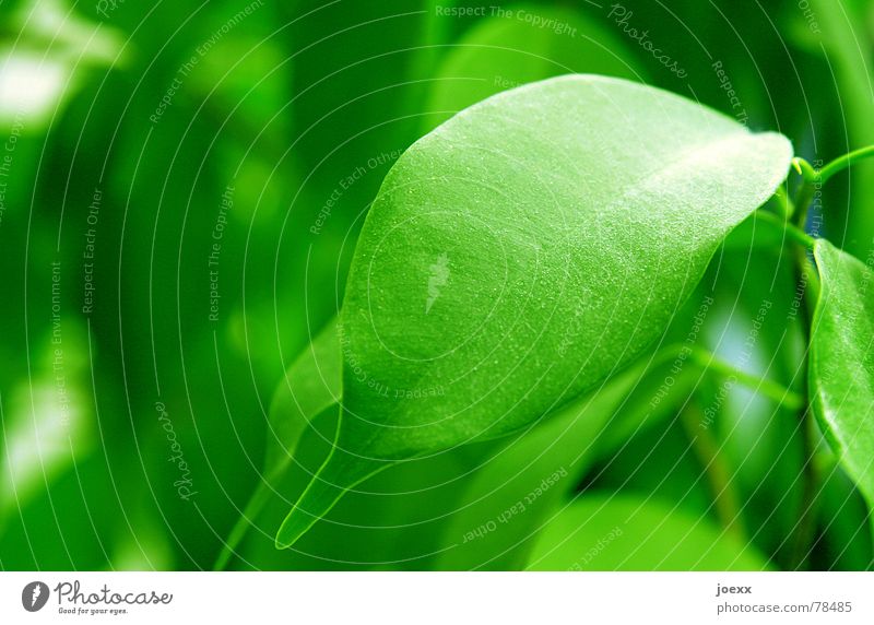 Abstauben! Reinigen Baum Blatt Pflanze giftgrün Licht Staub Staubwischen staubig Pflanzenteile Zierpflanze Zimmerpflanze Makroaufnahme Nahaufnahme Wohnzimmer