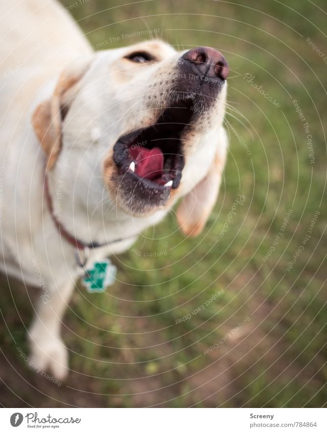 Hör mir mal zu! Natur Pflanze Tier Frühling Sommer Gras Wiese Haustier Hund Labrador 1 Spielen braun grün weiß Vorfreude Euphorie Tierliebe Bewegung Bellen