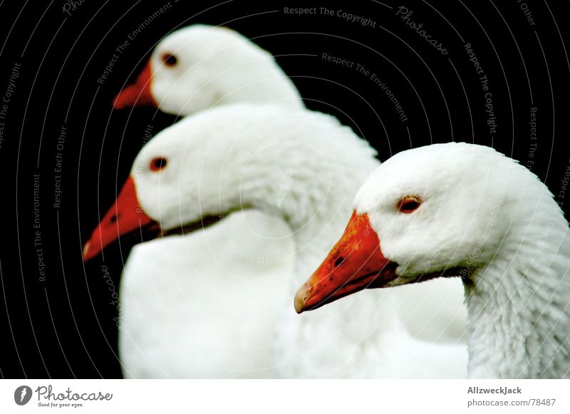 Die dreiköpfige Hydra-Gans Schnabel Nutztier Vogelgrippe schwarz Tier Federvieh weihnachtsschmaus weihnachtsessen Ernährung Schwarzweißfoto black fest der liebe