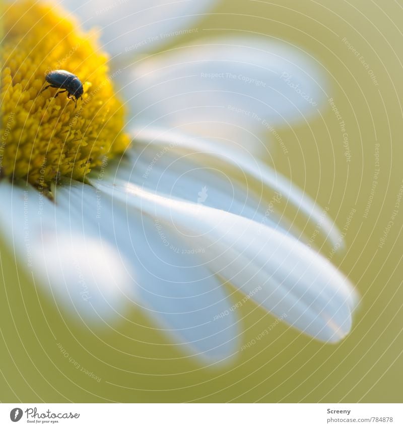 A Bug's Life Natur Pflanze Tier Frühling Sommer Blume Blatt Blüte Gänseblümchen Garten Park Wiese Käfer 1 Duft krabbeln Wachstum klein gelb weiß