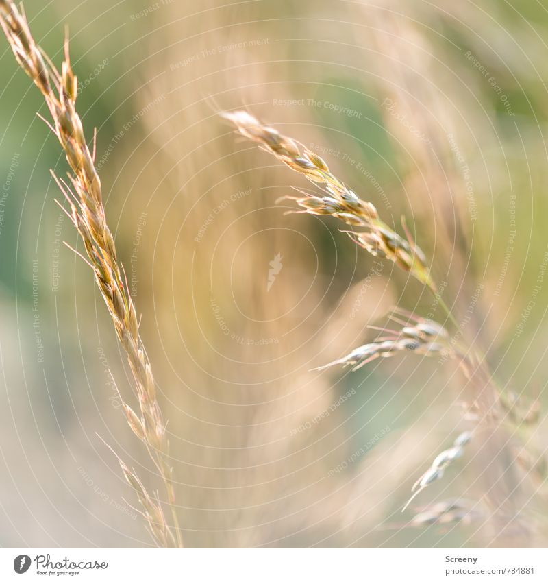 Wiesengold Natur Pflanze Frühling Sommer Gras Wachstum dünn gelb grün Freizeit & Hobby Idylle beweglich Wind Bewegung Farbfoto Detailaufnahme Makroaufnahme