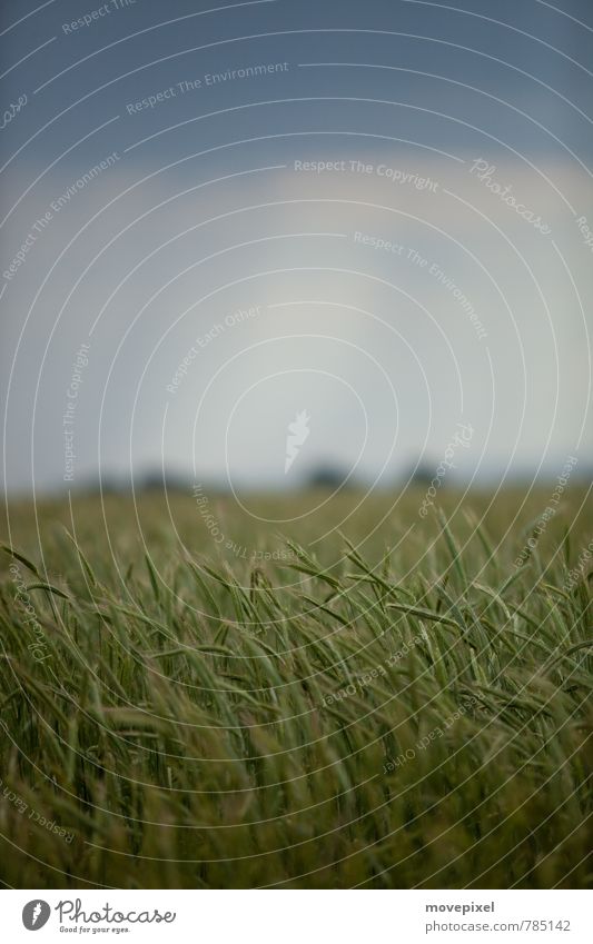 Weizenfeld Landschaft Himmel Gewitterwolken Sommer schlechtes Wetter Pflanze Nutzpflanze Feld Weizenähre Wachstum blau grün Natur Farbfoto Außenaufnahme