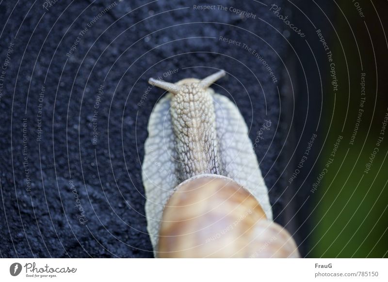 Der Schneck Schnecke Landlungenschnecke 1 Tier ruhig Leben Lebewesen Weichtier Kalk Fühler Zwitter breit Teerpappe Farbfoto Außenaufnahme Tag