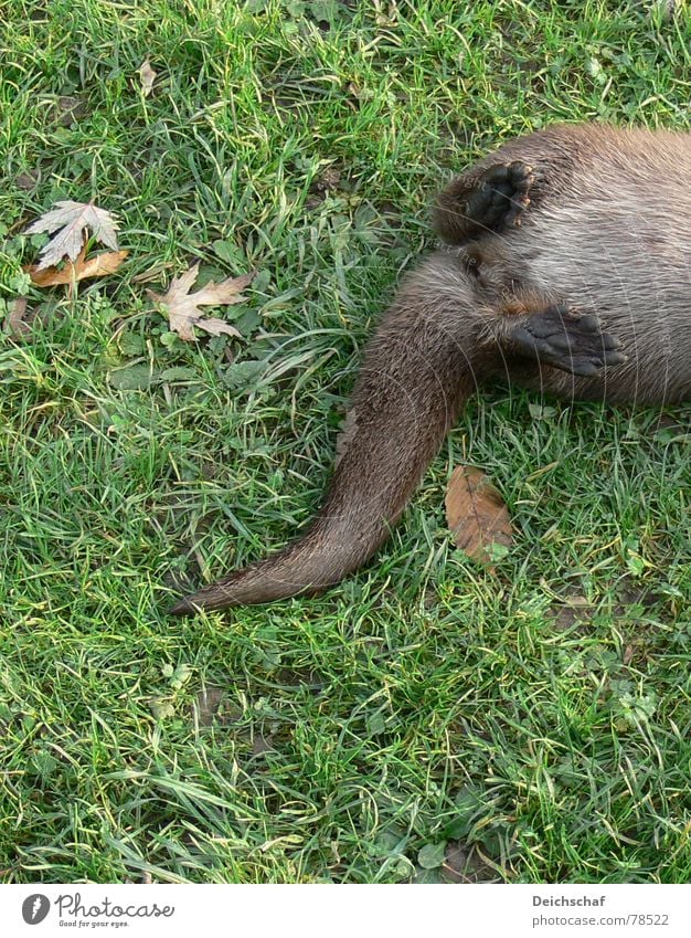 Verspielt Säugetier Köln Fischotter drollig faulenzen Tier Wiese Fell Zoo Gras grün Ausgelassenheit niedlich lustig Detailaufnahme