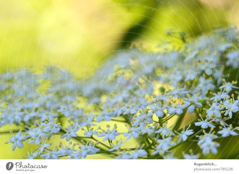 sommerlich... Natur Frühling Sommer Schönes Wetter Blüte Garten gelb grün weiß Kraft authentisch Leben Zufriedenheit Erholung Hoffnung Idee einzigartig