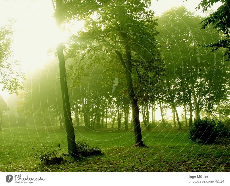 Frühling Baum Nebel grün Sonne Landschaft Lichterscheinung