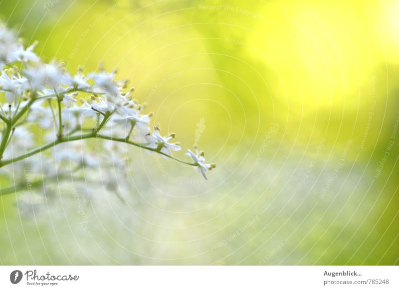 Sommer... Natur Sonne Sonnenlicht Frühling Schönes Wetter Wärme Blüte Garten Blühend Denken Duft Erholung genießen leuchten frei frisch glänzend Unendlichkeit