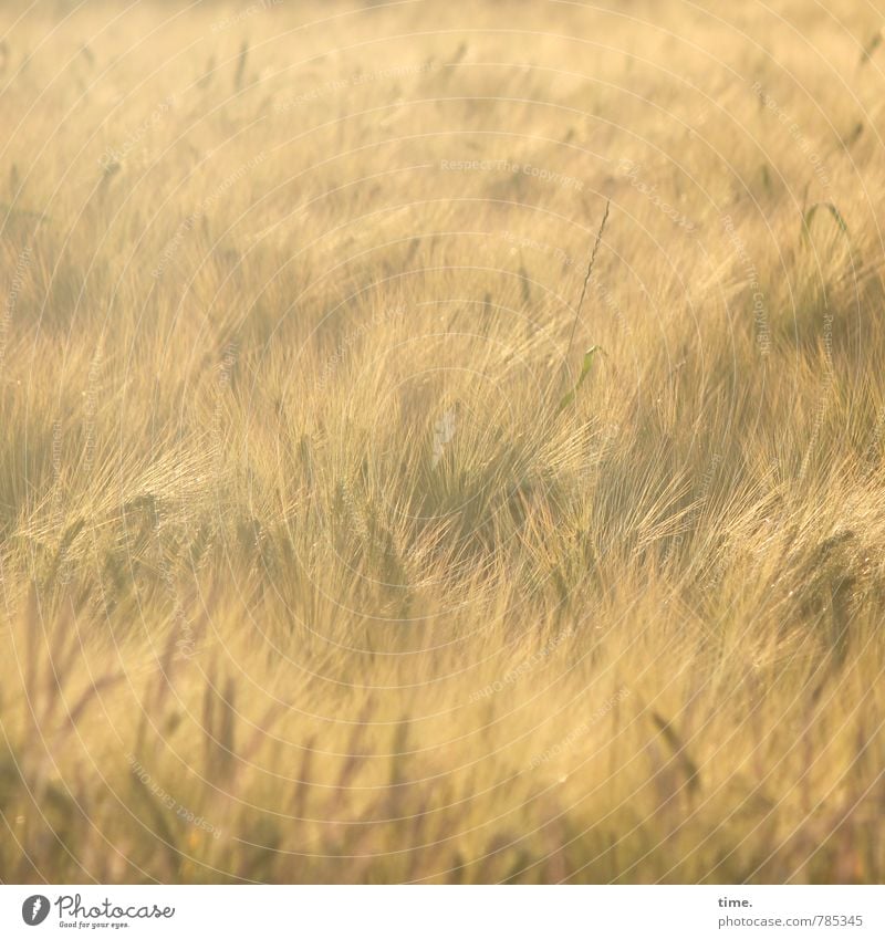 laues Lüftchen Landwirtschaft Forstwirtschaft Umwelt Natur Landschaft Schönes Wetter Nutzpflanze Getreide Getreidefeld Kornfeld Feld Bewegung stehen Tanzen