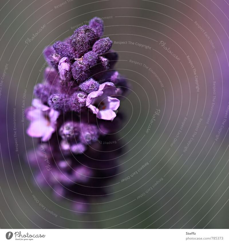 violett blühender Lavendel in schönem Licht im Sommergarten Lavendelblume Lavendelduft Lavendelblüte violette Blüte Heilpflanze lila Blume Juni Juli