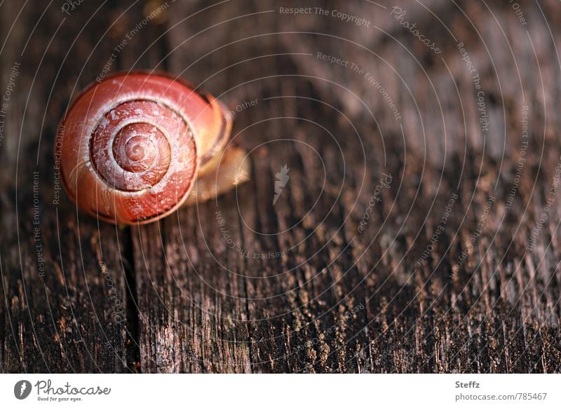 Schnecke auf einem dunklen und verwitterten Holzbrett Schneckenhaus Spirale langsam Holzstruktur symmetrisch Symmetrie holzig kriechende Schnecke Langsamkeit