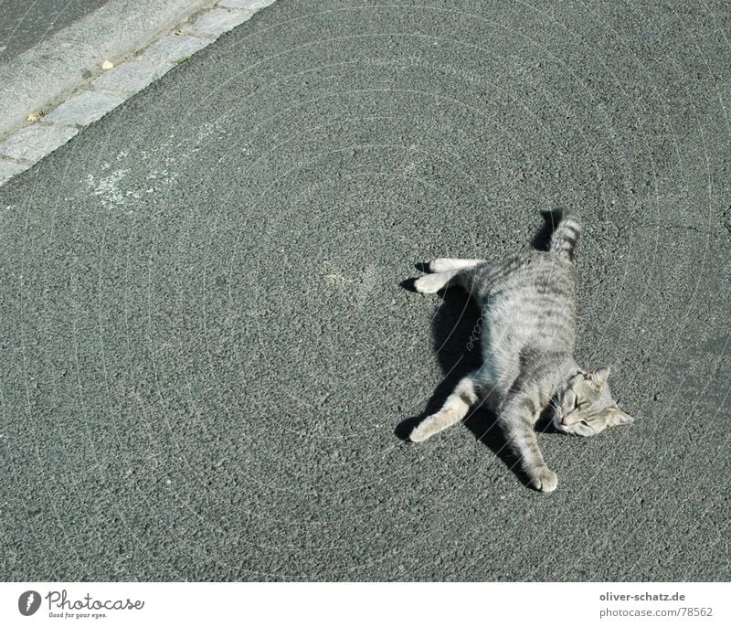 bad place to sleep schlafen Beton Katze grau groß heiß Tier Haustier Hoffnung Vertrauen Außenaufnahme Säugetier Straße Schönes Wetter Tod liegen Hauskatze Angst