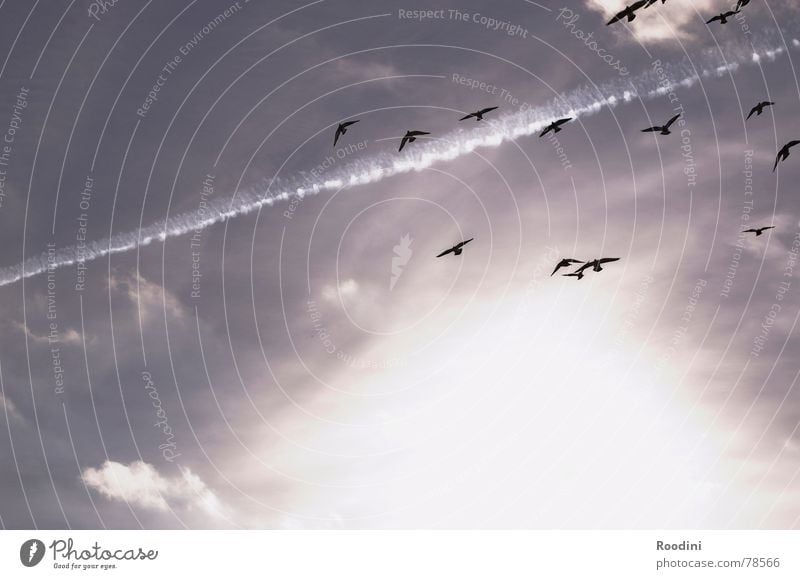 en plein air Zusammensein Wolken Sommer Herbst Vogel Zugvogel Schweben Streifen Kondensstreifen Licht himmlisch Himmel Sonne fliegen frei Freiheit mehrere