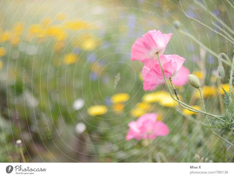 Mohn Garten Natur Pflanze Frühling Sommer Blume Blüte Blühend Wachstum rosa Mohnblüte Mohnfeld Blumenwiese Beet Farbfoto mehrfarbig Außenaufnahme Nahaufnahme