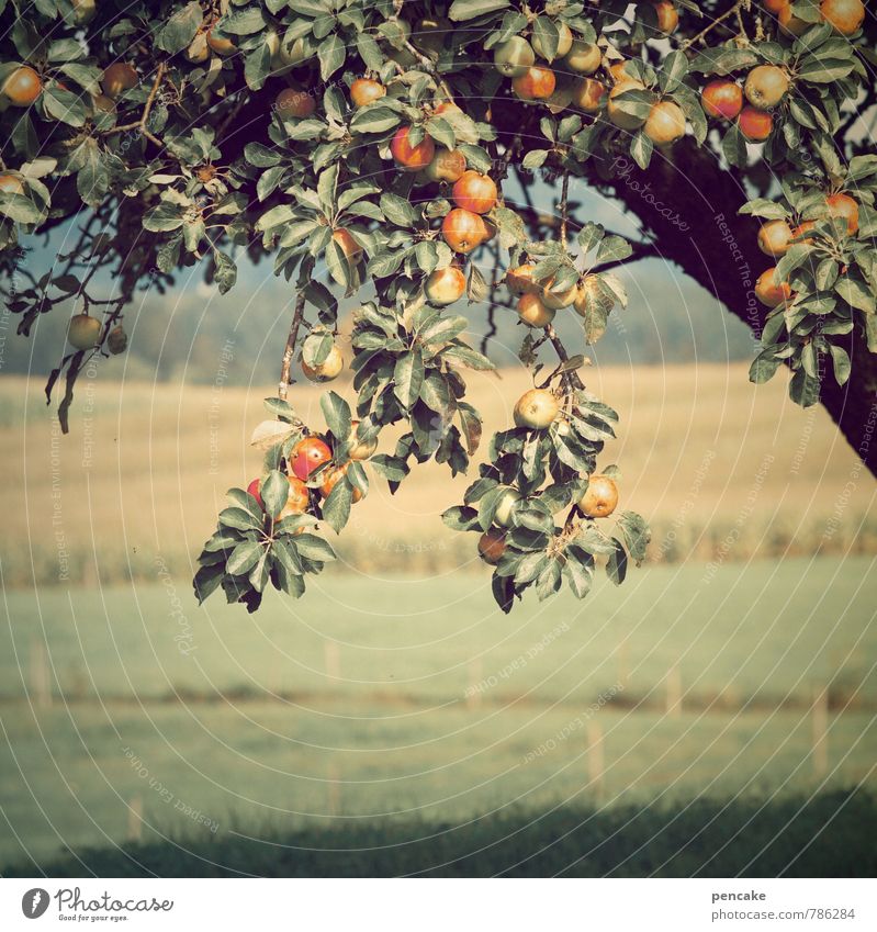 bodenständig | streuobst Frucht Natur Landschaft Urelemente Erde Sommer Schönes Wetter Baum Gras Nutzpflanze Wiese Feld authentisch Fröhlichkeit frisch