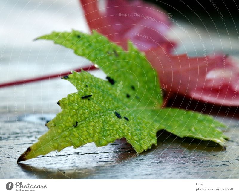 Auch Blätter weinen... Endstation Niedergang Blatt Herbst Trauer rot grün Hoffnung dunkel Baum Sorge Abschied Geburt Pflanze untergehen Ziel Beerdigung Ende