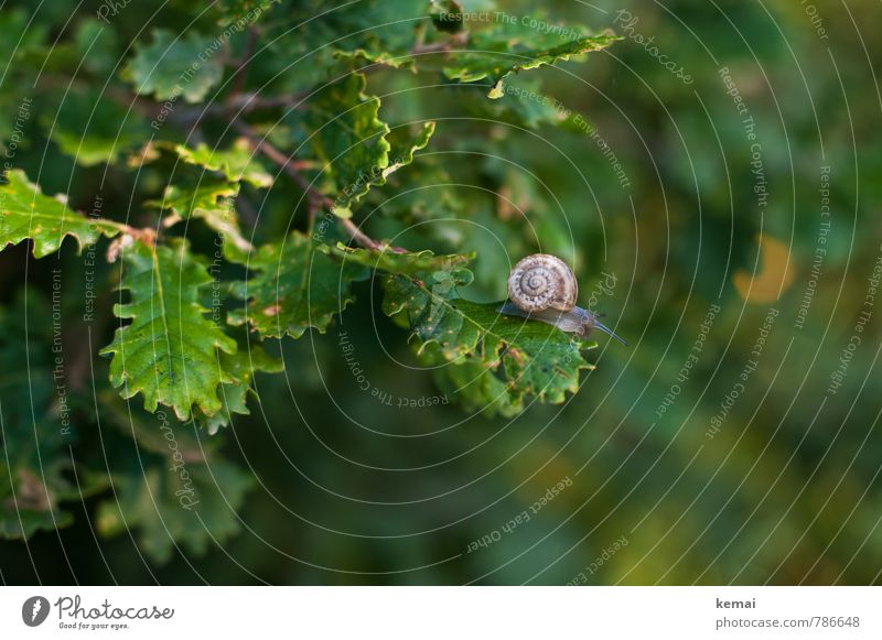 Fauna auf Flora Natur Pflanze Tier Blatt Eiche Eichenblatt Schnecke Schneckenhaus 1 sitzen grün kriechen rund oben Farbfoto Außenaufnahme Textfreiraum rechts