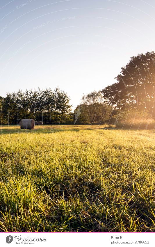 Letzte Sonnenstrahlen III Sommer Natur Himmel Schönes Wetter Baum Gras Feld natürlich Zufriedenheit Lebensfreude Heuballen Stoppelfeld ruhig Farbfoto