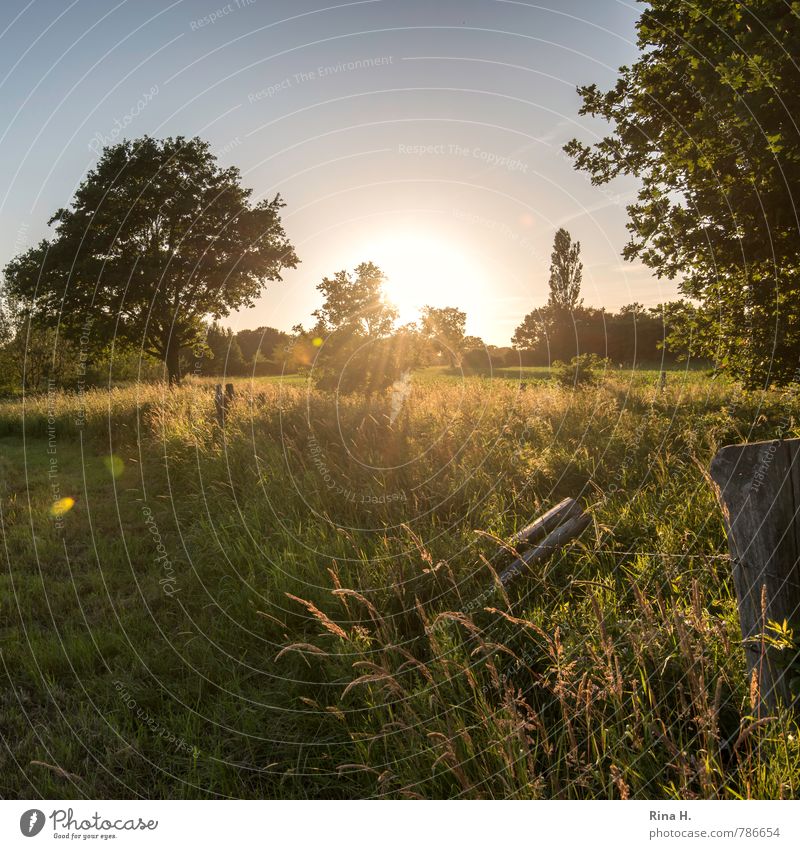 Letzte Sonnenstrahlen II Sommer Natur Himmel Wolkenloser Himmel Sonnenlicht Schönes Wetter Baum Gras Sträucher Wiese Feld leuchten natürlich Zufriedenheit ruhig