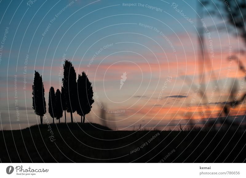 Klassiker Umwelt Natur Landschaft Pflanze Himmel Wolken Sonnenaufgang Sonnenuntergang Sonnenlicht Sommer Schönes Wetter Baum Zypresse Wiese Hügel Toskana