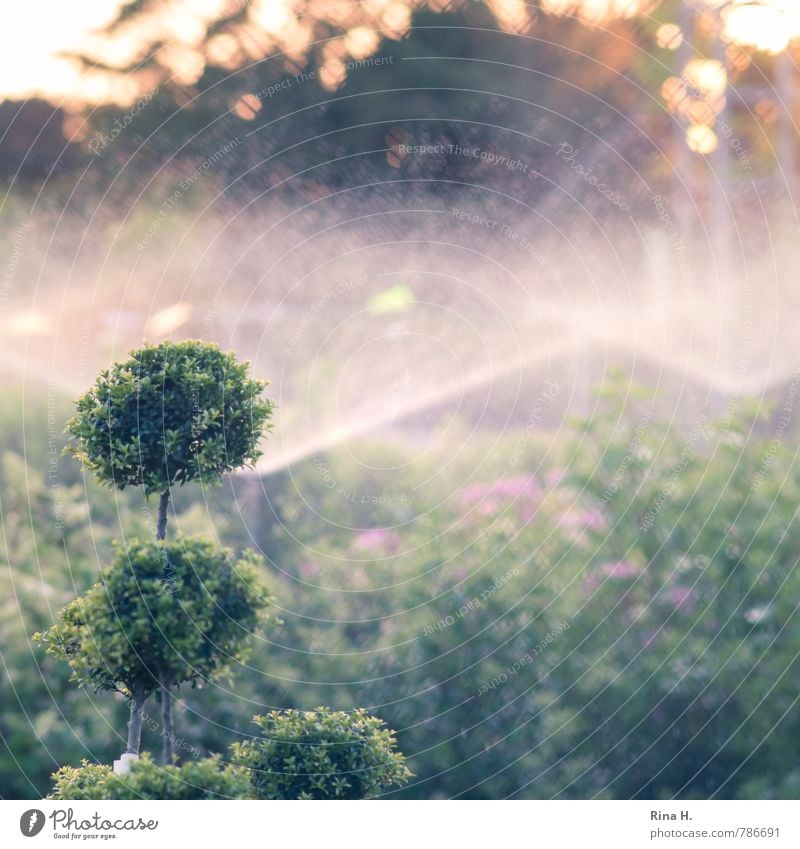 TrockenPeriode Sommer Gartenarbeit Natur Klima Schönes Wetter Wärme Pflanze Sträucher grün Bewässerung gießen Gärtnerei Buchsbaum Baumschule sprühen Dürre