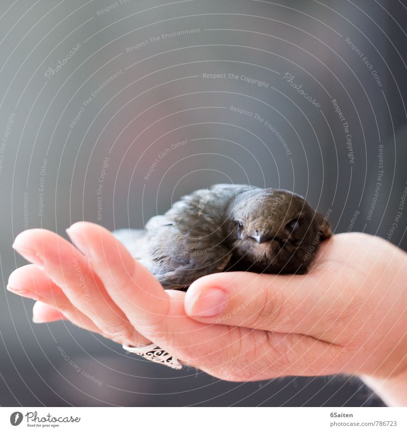 gerettet Tier Wildtier Vogel Tiergesicht Mauersegler 1 berühren hocken liegen Blick sitzen Traurigkeit kuschlig weich Vertrauen Sicherheit Schutz Geborgenheit