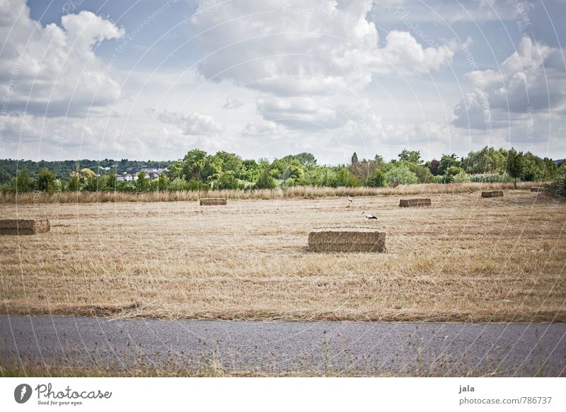 ländlich Umwelt Natur Landschaft Himmel Wolken Sommer Pflanze Baum Grünpflanze Stroh Strohballen Feld Wege & Pfade Tier Wildtier Storch 2 Unendlichkeit