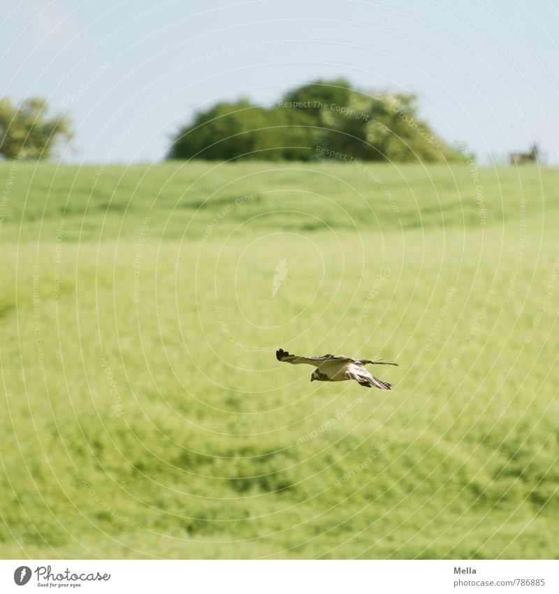 Tiefflieger Umwelt Natur Landschaft Pflanze Tier Frühling Sommer Feld Wildtier Vogel Bussard 1 fliegen frei natürlich grün Freiheit tief Farbfoto Außenaufnahme