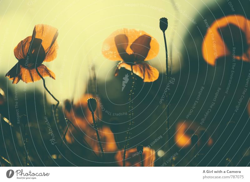 poppy field Umwelt Natur Pflanze Sommer Schönes Wetter Blume Mohn Feld Blühend leuchten rot zart sommerlich Gedeckte Farben Außenaufnahme Nahaufnahme