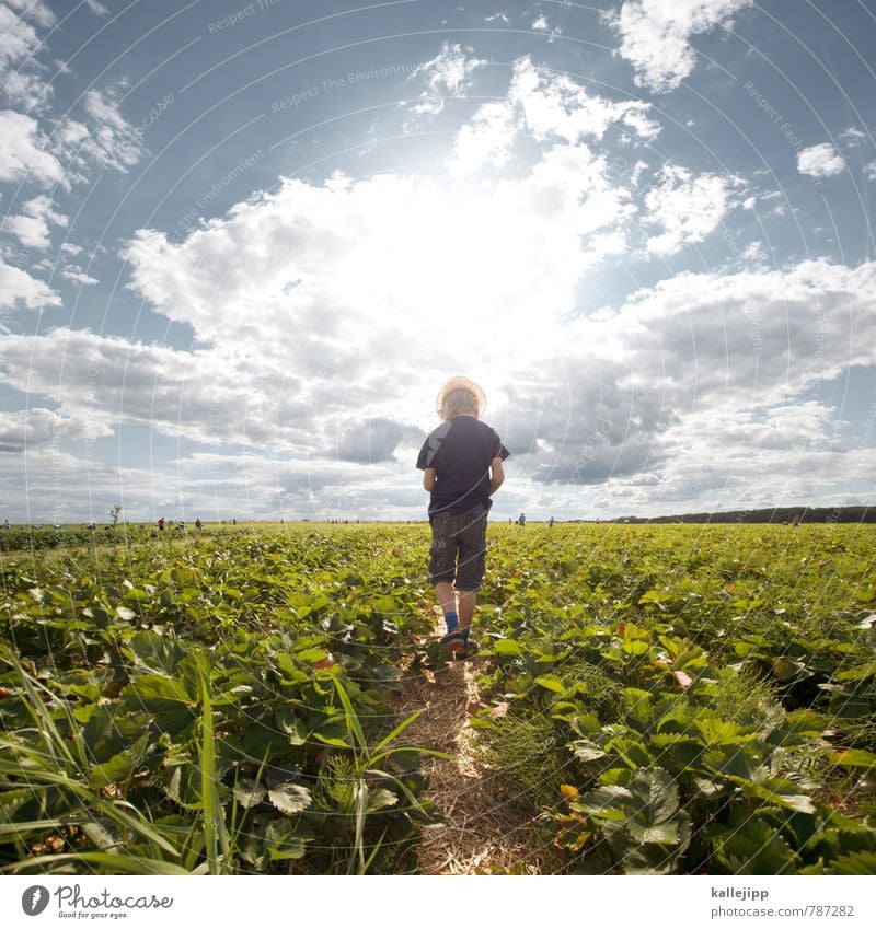 fussbalpause Mensch Junge 1 8-13 Jahre Kind Kindheit Umwelt Natur Landschaft Pflanze Tier Nutzpflanze Feld Essen Ernte Erdbeeren erdbeerfeld Landwirtschaft