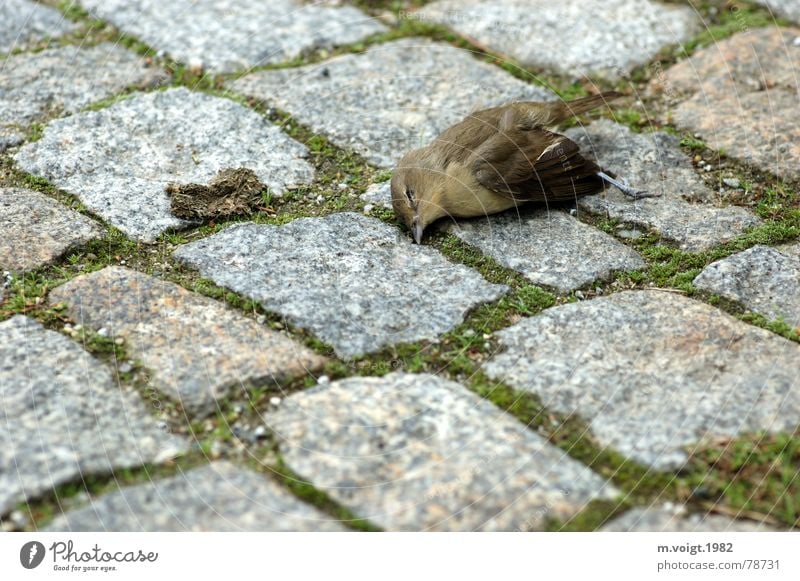 Tod Farbfoto Außenaufnahme Nahaufnahme Textfreiraum links Textfreiraum unten Tier Straße Kopfsteinpflaster Vogel Sperlingsvögel 1 Stein liegen trist Trauer Ende