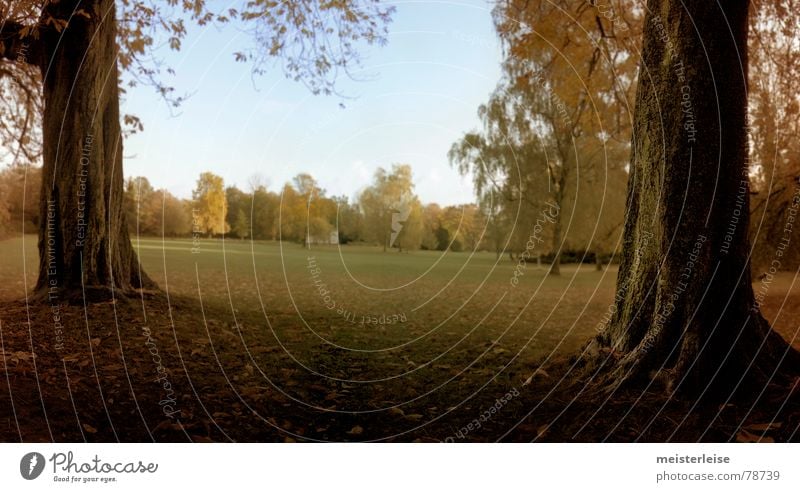 park 1 Baumrinde Park Wald Herbst Blatt Baumstamm ruhig Wiese Grünfläche Pflanze grün Gras Außenaufnahme Natur Garten Rasen meisterleise