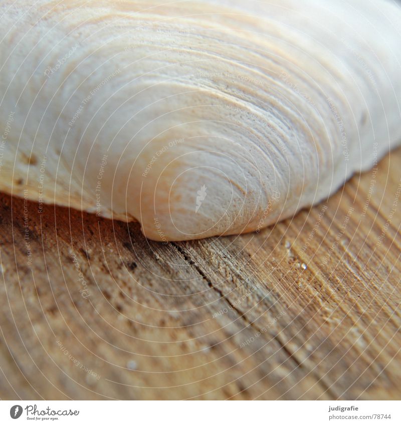 Strukturen Strandgut Muschel Kalk Fundstück Ordnung finden Meer Ferien & Urlaub & Reisen braun gelb Sommer Haus leer hart Umwelt Holz Makroaufnahme