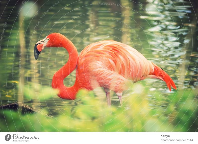 Im hohen Grase Tier Flamingo Zoo 1 exotisch grün orange Kontrast geschwungen Hals Farbfoto Außenaufnahme Tag