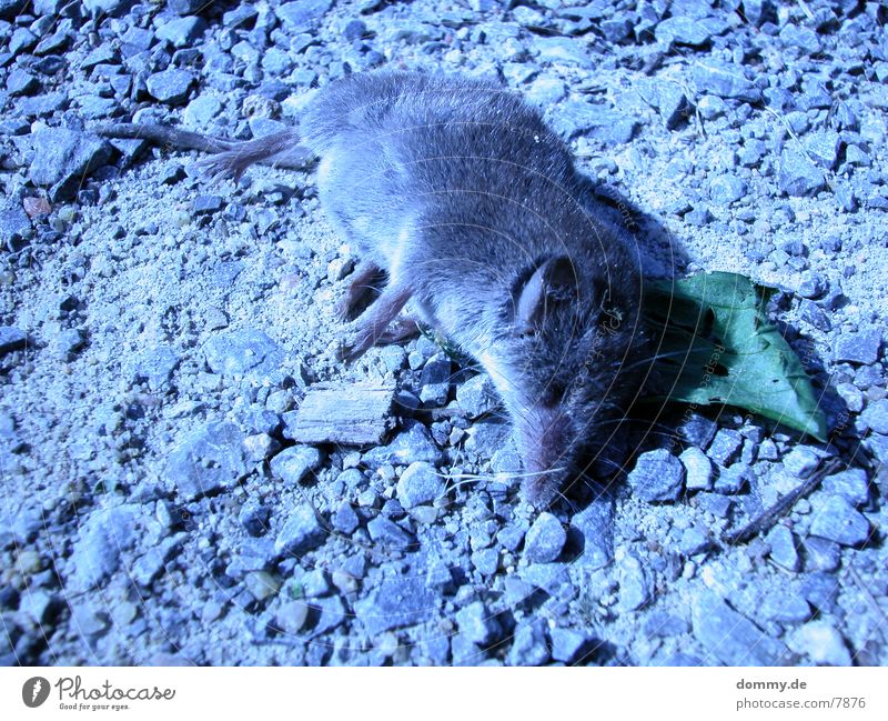 rat-race grau Trauer Maus Natur Tod trist Traurigkeit kaz