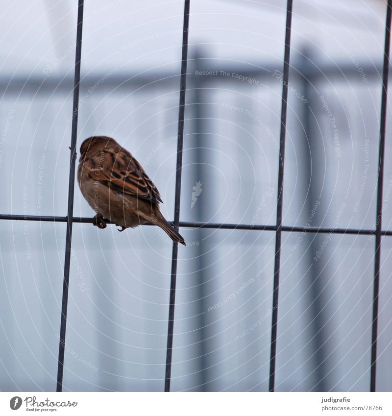 Dresdner Spatz Feder Bauzaun Zaun Vogel Licht klein Tier braun ruhig Ornithologie Lebewesen Haussperling Trauer Dresden Verkehrswege sitzen Schatten Traurigkeit